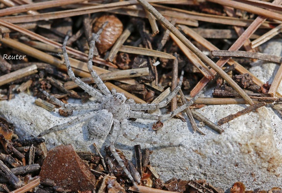 Laufspinne (Philodromus margaritatus)